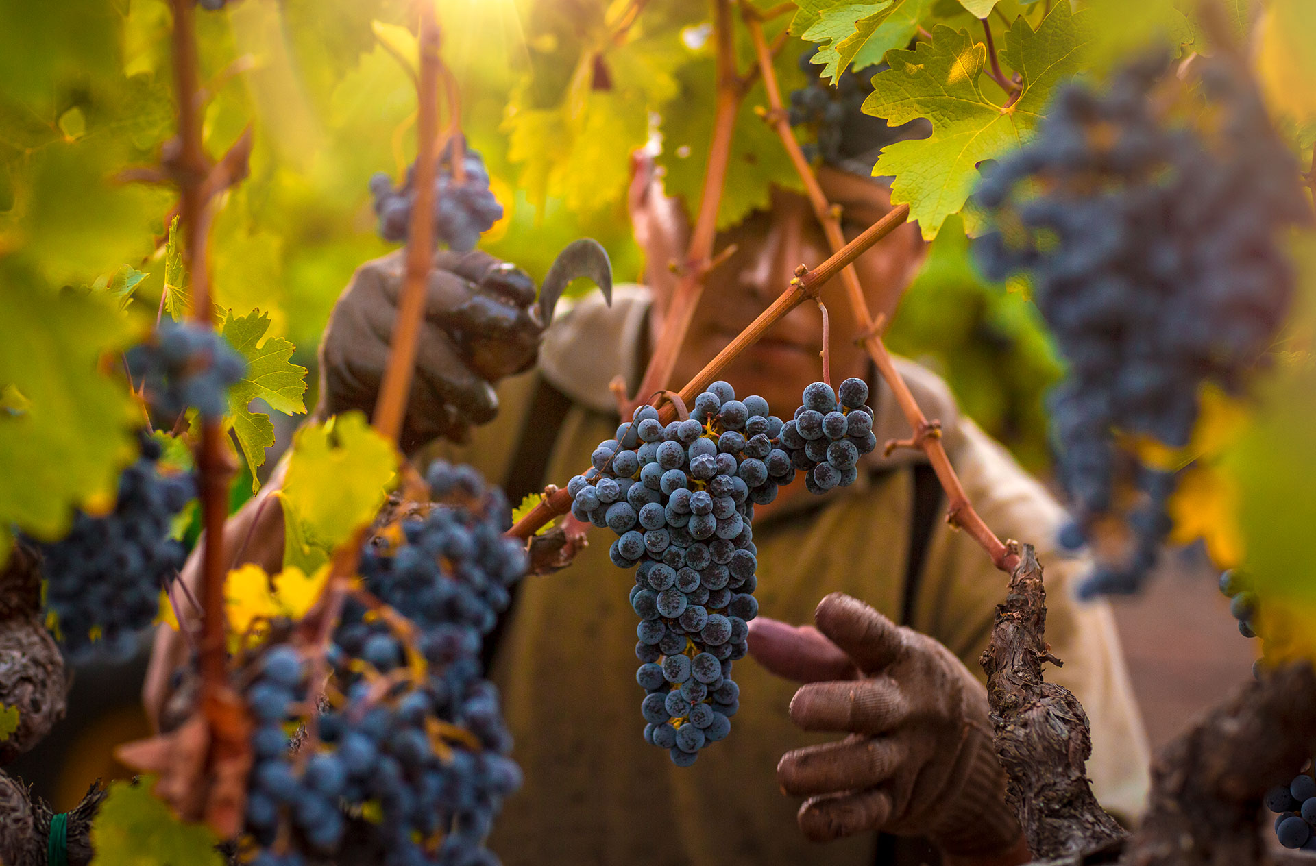 2014-Napa-Valley-Harvest-6776-by-Frank-Gutierrez