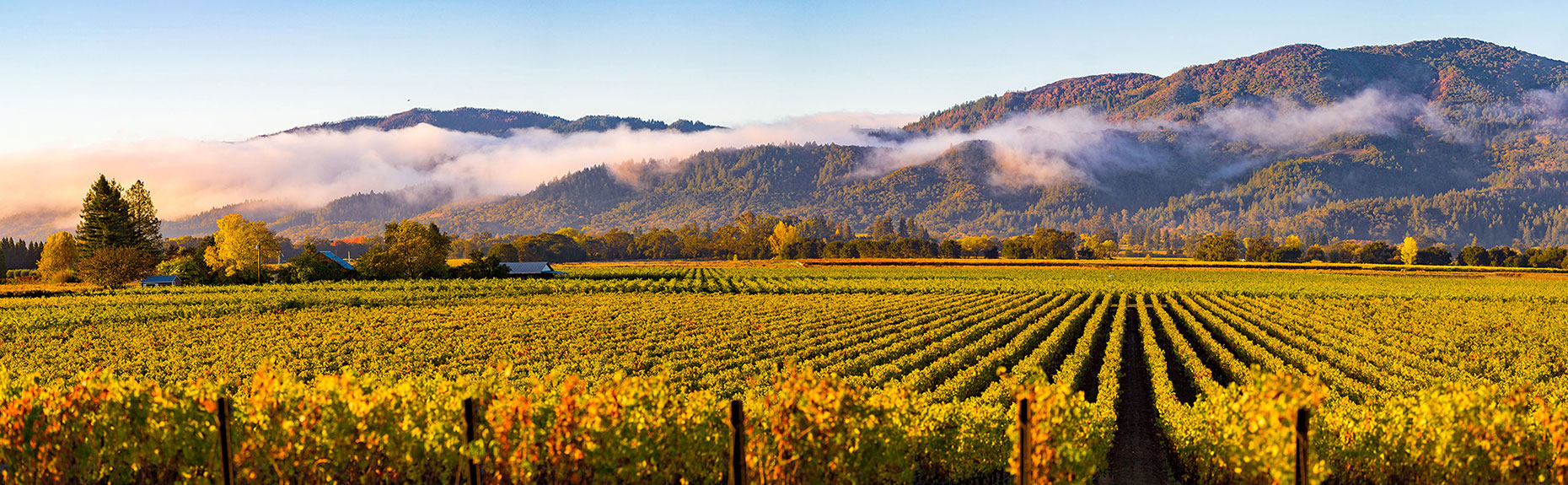 2017-Napa-Rutherford-Vineyard-Fog-by-Frank-Gutierrez