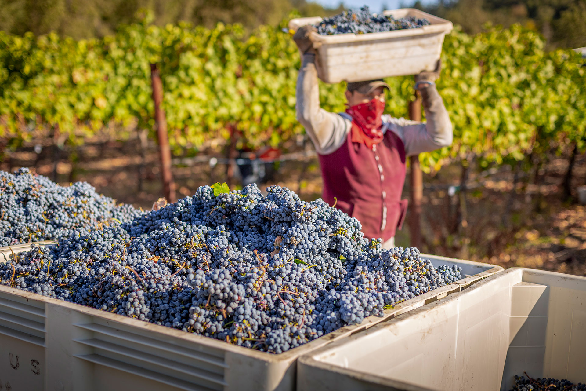 2018-Titus-Vineyards-Napa-Valley-Cabernet-by-Frank-Gutierrez-7288