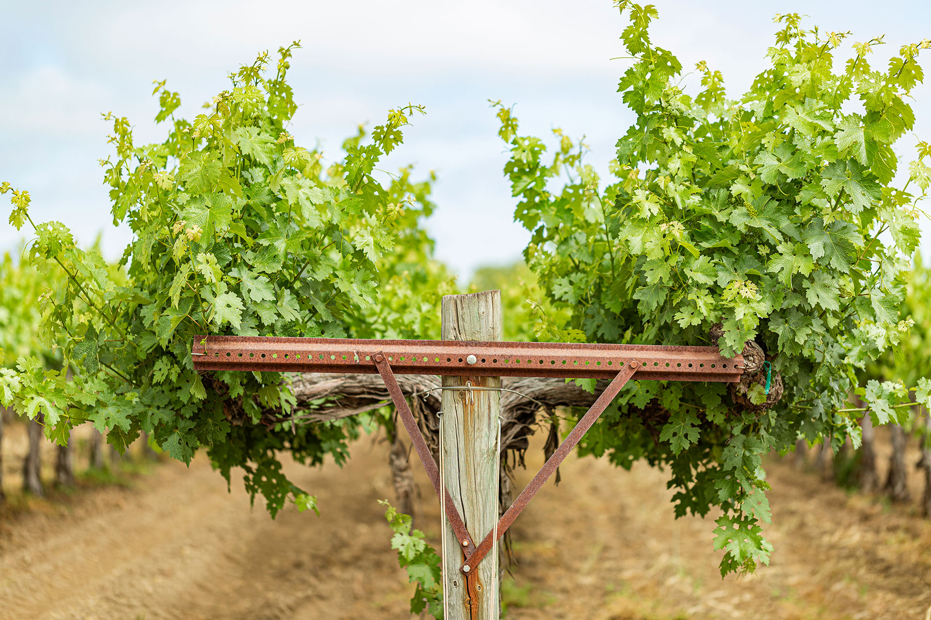Rutherford Cabernet Sauvignon Vineyard by Frank Gutierrez