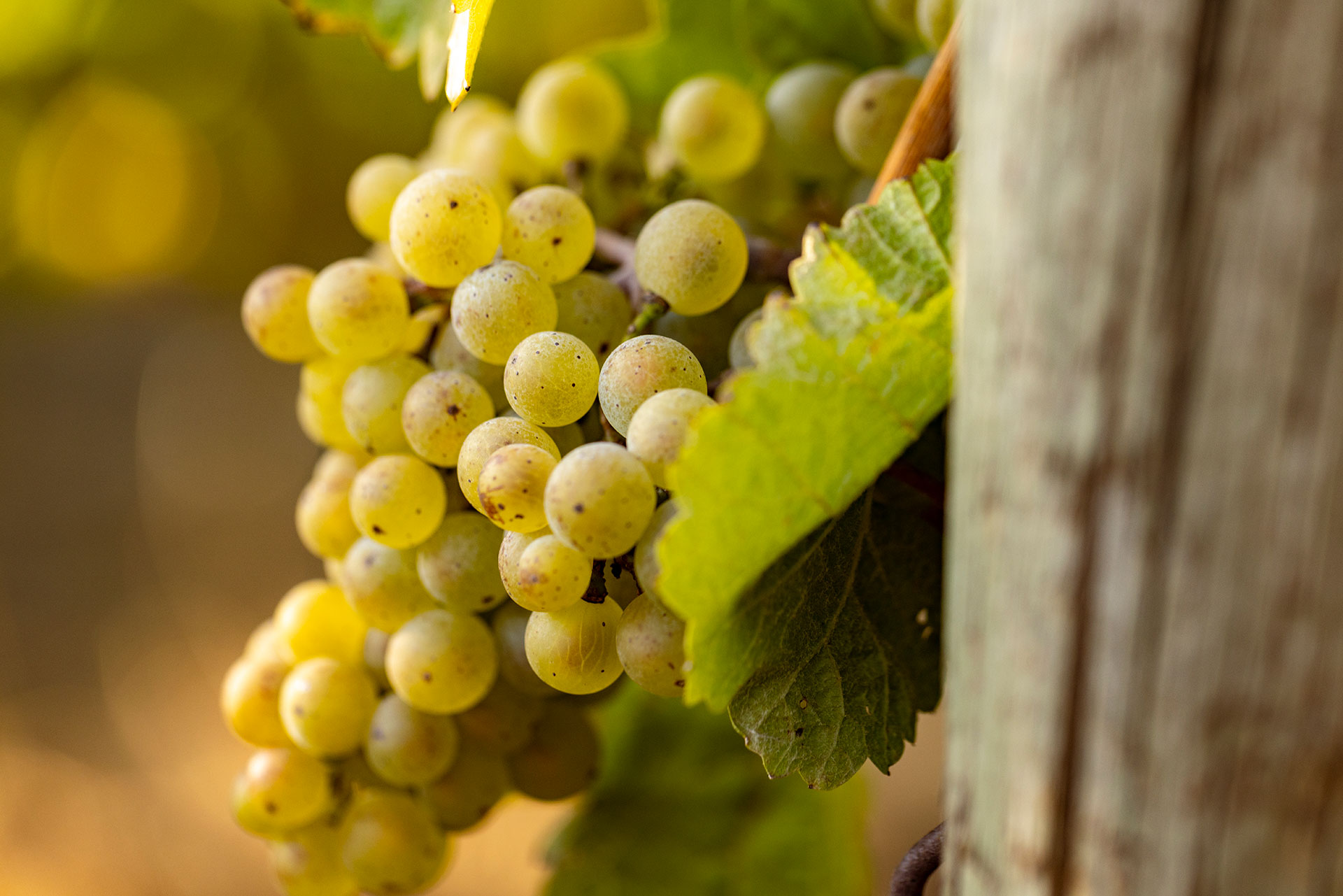 2022-Archery-Summit-Chardonnay-by-Frank-Gutierrez-1436