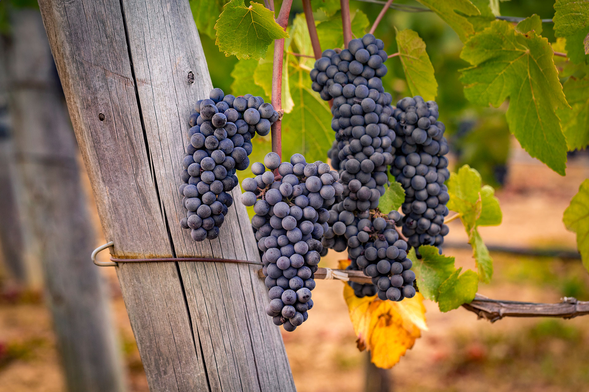 Lula-Cellars-Pinot-Noir-by-Frank-Gutierrez-5434