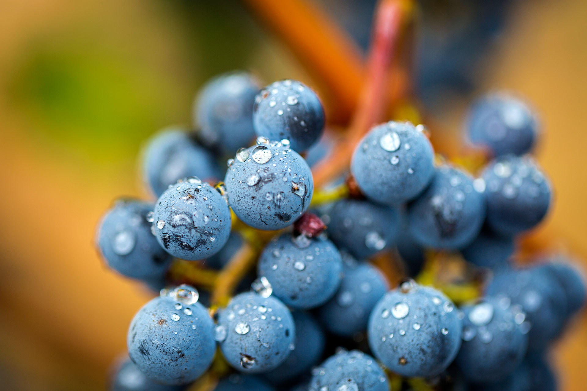 Titus-Vineyards-Morning-Cabernet-by-Frank-Gutierrez-7892
