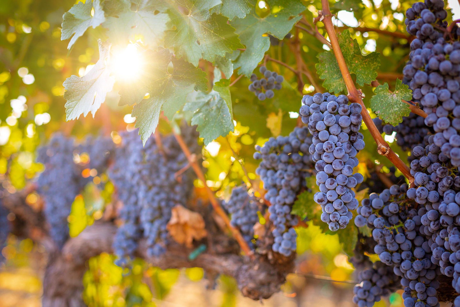 Titus-Vineyards-Napa-Valley-Cabernet-by-Frank-Gutierrez-7102